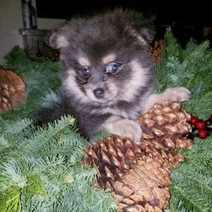 Meet your Posher, Cory